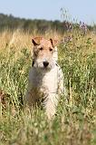 FOX TERRIER 021